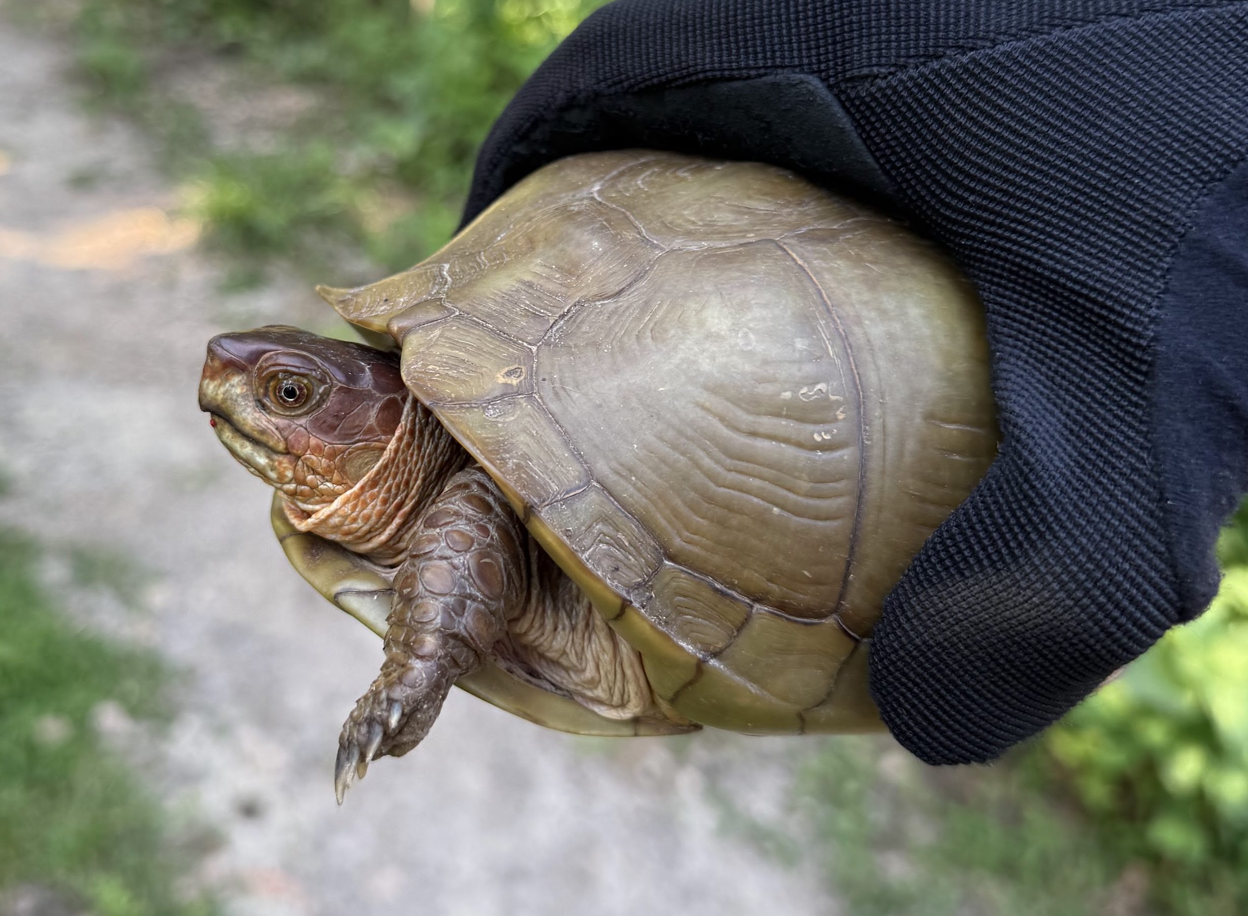 Trail turtles